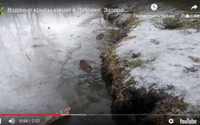 В запорожской Дубовке заметили вальяжно гуляющих нутрий (ВИДЕО) Фото № 0 В запорожской Дубовке заметили вальяжно гуляющих нутрий (ВИДЕО) Фото № 0