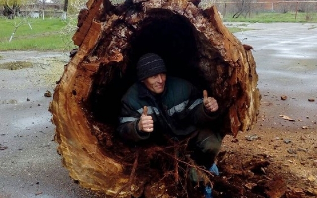 На запорожском курорте спилили огромное дерево, в ствол которого поместился человек (ФОТО) Фото № 0 На запорожском курорте спилили огромное дерево, в ствол которого поместился человек (ФОТО) Фото № 0
