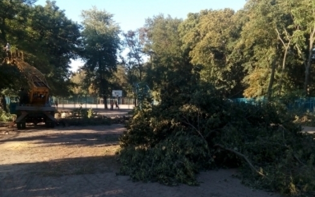 Стало известно, зачем в городском парке сносят деревья Фото № 0 Стало известно, зачем в городском парке сносят деревья Фото № 0