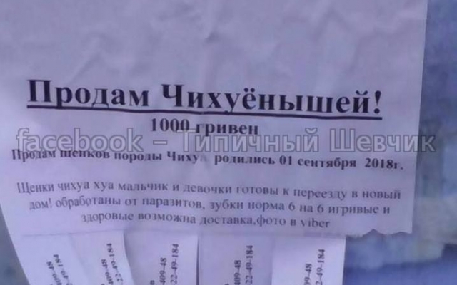 Курьезы: Запорожцев удивило необычное объявление (ФОТО) Фото № 0 Курьезы: Запорожцев удивило необычное объявление (ФОТО) Фото № 0
