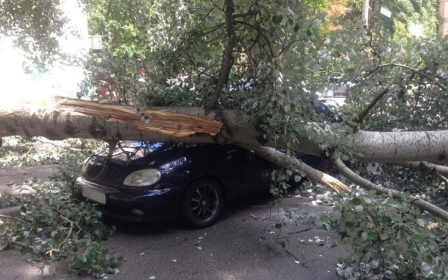 В Запорожье на автомобиль рухнуло дерево Фото № 0 В Запорожье на автомобиль рухнуло дерево Фото № 0