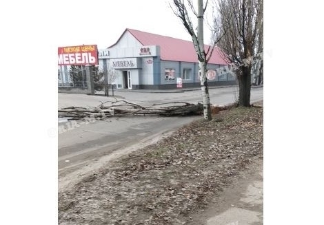 На оживленную улицу рухнуло огромное дерево (ФОТО) Фото № 0 На оживленную улицу рухнуло огромное дерево (ФОТО) Фото № 0