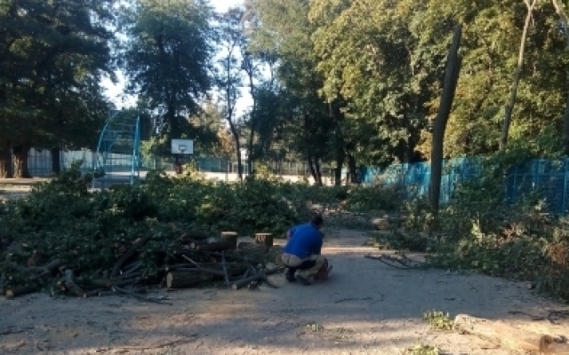 Стало известно, зачем в городском парке сносят деревья Фото № 4 Стало известно, зачем в городском парке сносят деревья Фото № 4