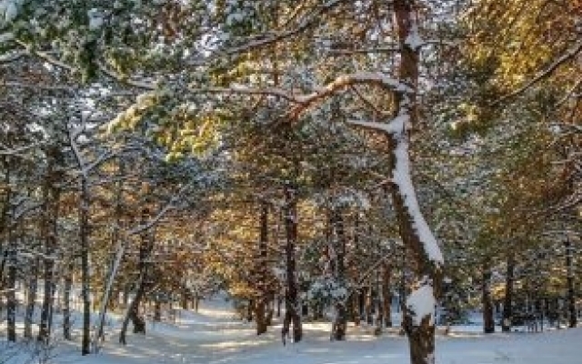 Хортица в снегу: Запорожанка показала заснеженный остров (ФОТО) Фото № 13 Хортица в снегу: Запорожанка показала заснеженный остров (ФОТО) Фото № 13