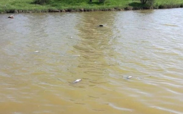 Под Запорожьем в водоеме массово погибла рыба (ФОТО) Фото № 0 Под Запорожьем в водоеме массово погибла рыба (ФОТО) Фото № 0