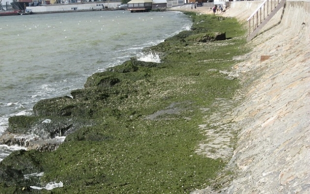 Фотофакт: На запорожских курортах пляжи снова покрылись водорослями Фото № 0 Фотофакт: На запорожских курортах пляжи снова покрылись водорослями Фото № 0