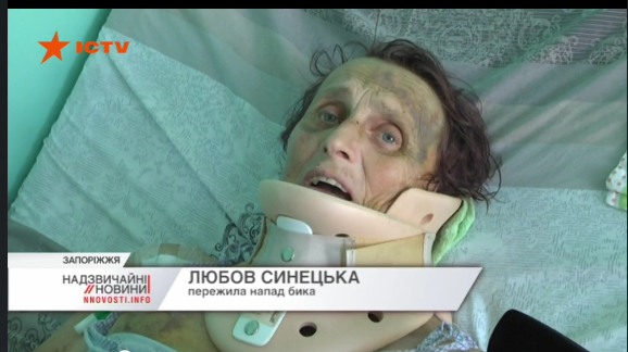 Под Запорожьем огромный разъяренный бык чуть не растерзал старушку (ВИДЕО) Фото № 0 Под Запорожьем огромный разъяренный бык чуть не растерзал старушку (ВИДЕО) Фото № 0