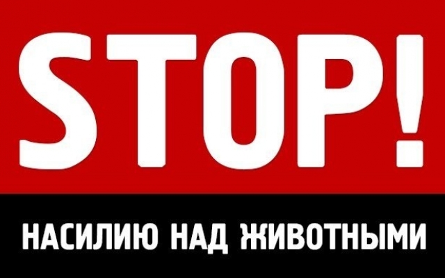 В Запорожской области судили живодера Фото № 0 В Запорожской области судили живодера Фото № 0