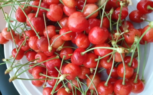 Запорожцы дождались любимого продукта Фото № 1 Запорожцы дождались любимого продукта Фото № 1