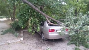В одном из дворов города упавшее дерево сильно повредило автомобиль (ФОТО) Фото № 1 В одном из дворов города упавшее дерево сильно повредило автомобиль (ФОТО) Фото № 1