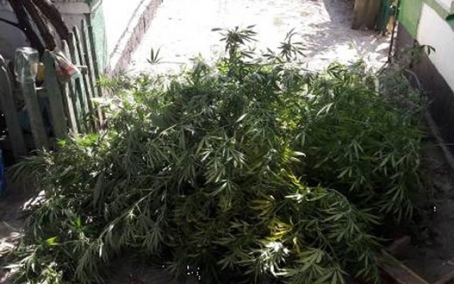 В Запорожской области нашли более ста кустов конопли Фото № 2 В Запорожской области нашли более ста кустов конопли Фото № 2