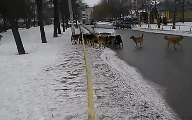 Запорожцы жалуются на бездомных собак Фото № 0 Запорожцы жалуются на бездомных собак Фото № 0
