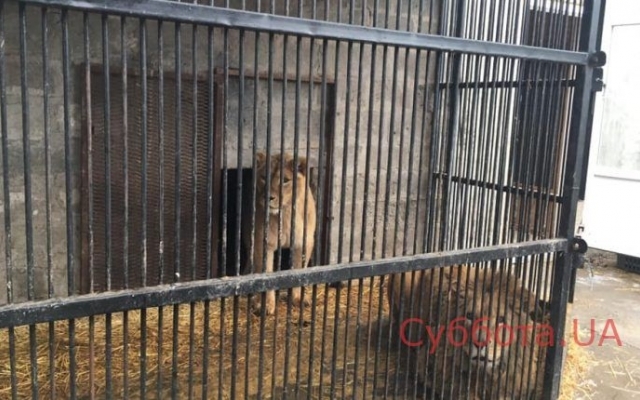 В сети показали измученных львов, которых перевезли в запорожский зоопарк (ФОТО) Фото № 0 В сети показали измученных львов, которых перевезли в запорожский зоопарк (ФОТО) Фото № 0
