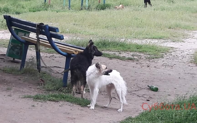 В Запорожье хозяева обрекли животных на верную смерть, волонтеры забили тревогу (ФОТО) Фото № 0 В Запорожье хозяева обрекли животных на верную смерть, волонтеры забили тревогу (ФОТО) Фото № 0