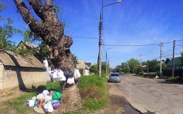 Смотрите: В Запорожье появилось мусорное дерево Фото № 1 Смотрите: В Запорожье появилось мусорное дерево Фото № 1