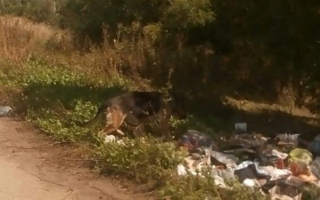 Нелюди выбросили на трассу породистого пса вместе с мусором (ФОТО) Фото № 1 Нелюди выбросили на трассу породистого пса вместе с мусором (ФОТО) Фото № 1
