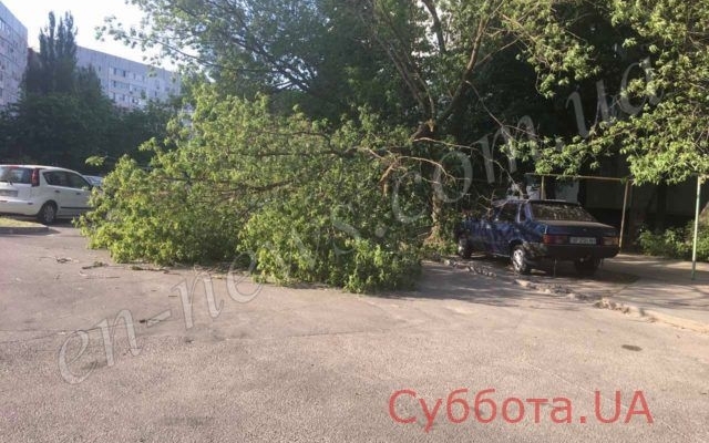 В Запорожской области дерево рухнуло на машину (ФОТО) Фото № 1 В Запорожской области дерево рухнуло на машину (ФОТО) Фото № 1