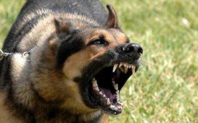 В Запорожской области пес покусал 17 летнюю девушку Фото № 0 В Запорожской области пес покусал 17 летнюю девушку Фото № 0