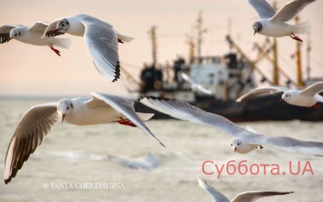 В сети появились прекрасные снимки Азовского моря (ФОТО) Фото № 1 В сети появились прекрасные снимки Азовского моря (ФОТО) Фото № 1