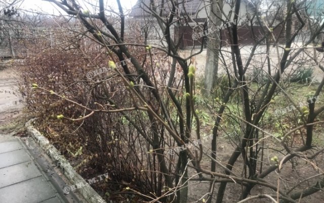 Курьёзы природы: В Запорожской области цветет сирень (ФОТО) Фото № 0 Курьёзы природы: В Запорожской области цветет сирень (ФОТО) Фото № 0