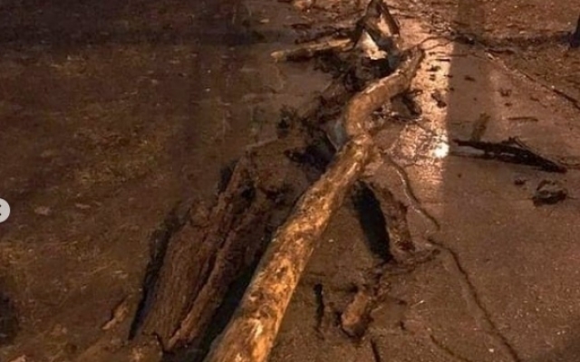 В центре города дерево едва не прибило человека (ФОТО) Фото № 0 В центре города дерево едва не прибило человека (ФОТО) Фото № 0