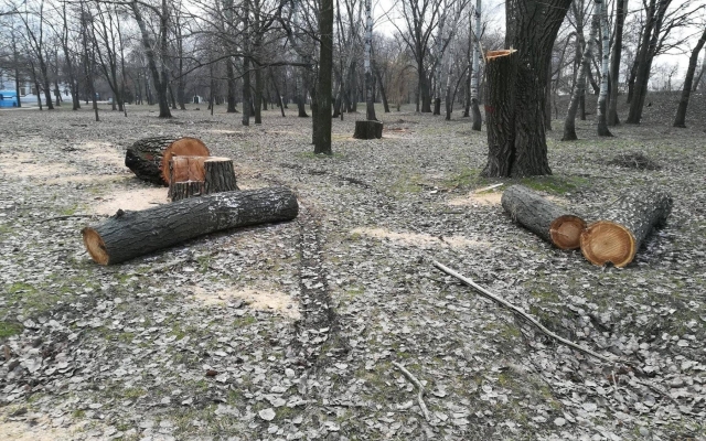 В Запорожском парке массово вырубают здоровые деревья. ФОТО Фото № 16 В Запорожском парке массово вырубают здоровые деревья. ФОТО Фото № 16