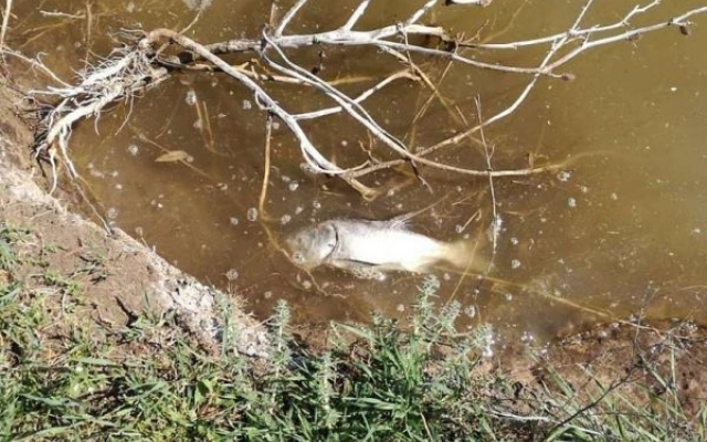 Под Запорожьем в водоеме массово погибла рыба (ФОТО) Фото № 1 Под Запорожьем в водоеме массово погибла рыба (ФОТО) Фото № 1
