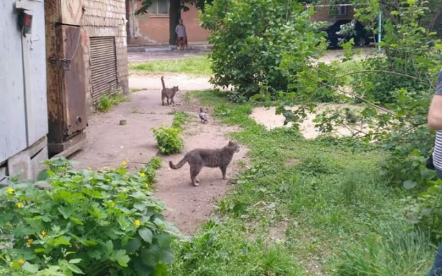 Запорожцы встали на защиту бездомных котов, которых выкинули на улицу (ФОТО) Фото № 0 Запорожцы встали на защиту бездомных котов, которых выкинули на улицу (ФОТО) Фото № 0