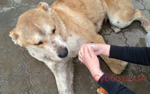 В Запорожье спасали большого пса: он доведен до истощения (ФОТО) Фото № 2 В Запорожье спасали большого пса: он доведен до истощения (ФОТО) Фото № 2