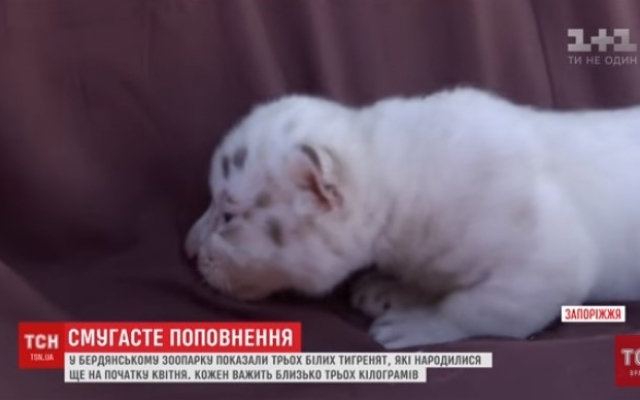 В зоопарке рассказали, как поживают недавно родившиеся редкие белые бенгальские тигры (ВИДЕО) Фото № 0 В зоопарке рассказали, как поживают недавно родившиеся редкие белые бенгальские тигры (ВИДЕО) Фото № 0