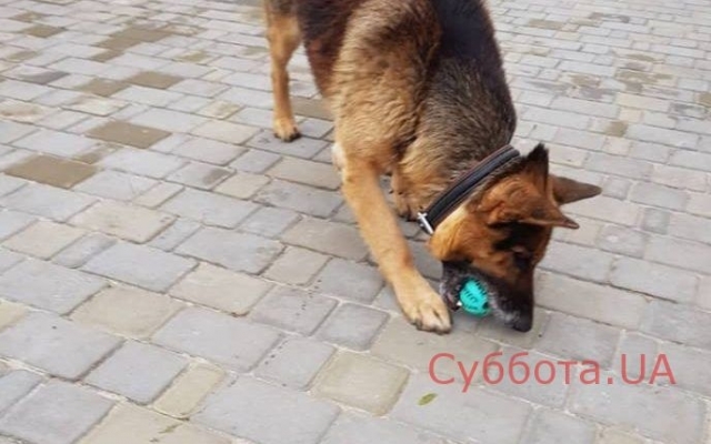 Стало известно о запорожском Хатико, который остался на улице после смерти хозяина (ФОТО) Фото № 1 Стало известно о запорожском Хатико, который остался на улице после смерти хозяина (ФОТО) Фото № 1