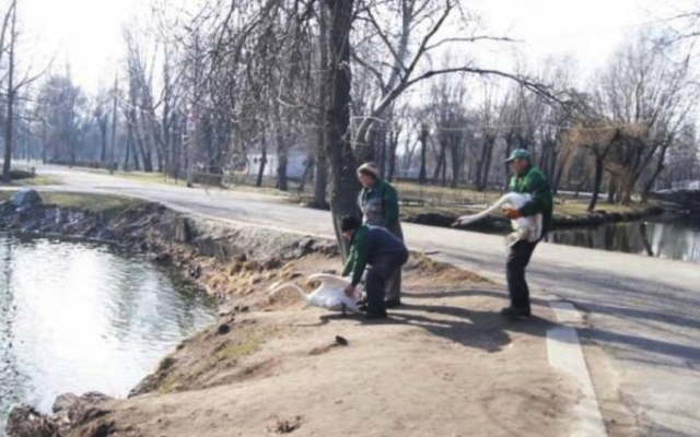 В Дубовке в озеро выпустили лебедей (ФОТО) Фото № 7 В Дубовке в озеро выпустили лебедей (ФОТО) Фото № 7