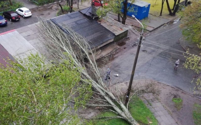 На Набережной Запорожья ветер свалил огромное дерево Фото № 0 На Набережной Запорожья ветер свалил огромное дерево Фото № 0