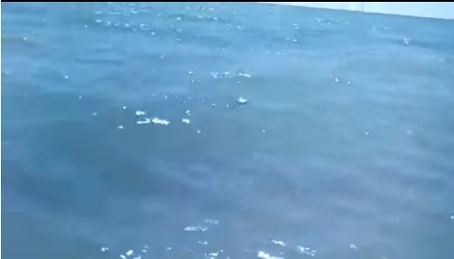 Змея напугала посетителей запорожского курорта (ВИДЕО) Фото № 0 Змея напугала посетителей запорожского курорта (ВИДЕО) Фото № 0