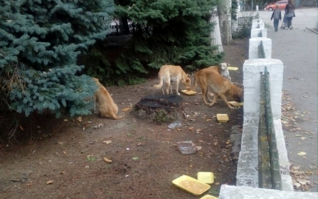 В Запорожской области возле здания суда местные жители устроили «столовую» для собак (ФОТО) Фото № 0 В Запорожской области возле здания суда местные жители устроили «столовую» для собак (ФОТО) Фото № 0