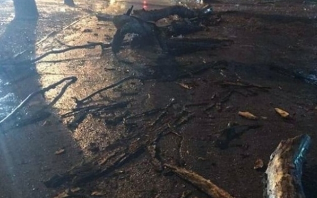 В центре города дерево едва не прибило человека (ФОТО) Фото № 1 В центре города дерево едва не прибило человека (ФОТО) Фото № 1