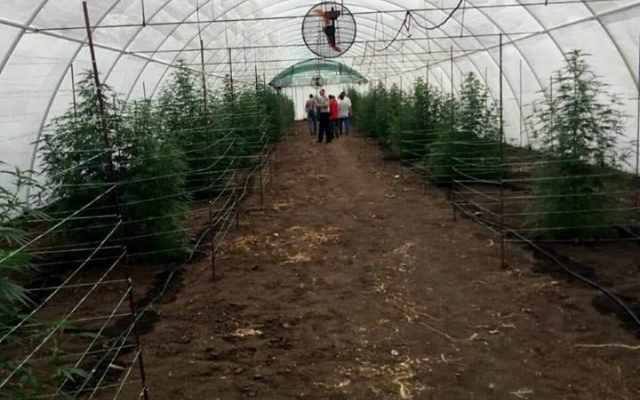 Под Запорожьем нашли масштабную наркотеплицу (ФОТО) Фото № 0 Под Запорожьем нашли масштабную наркотеплицу (ФОТО) Фото № 0