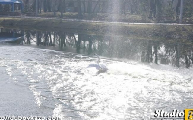 В Дубовке в озеро выпустили лебедей (ФОТО) Фото № 3 В Дубовке в озеро выпустили лебедей (ФОТО) Фото № 3