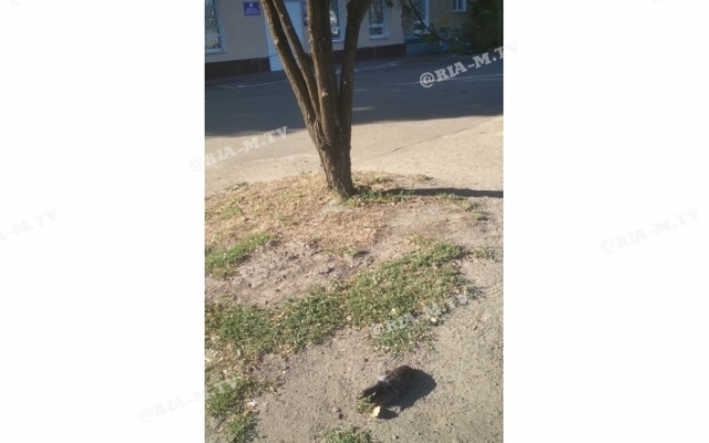 В Запорожской области дворники ведрами собирают трупы голубей Фото № 3 В Запорожской области дворники ведрами собирают трупы голубей Фото № 3