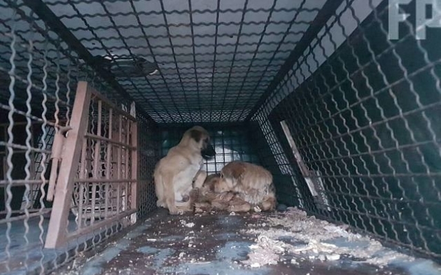Появились фото и видео, как люди разбили два автомобиля Фото № 5 Появились фото и видео, как люди разбили два автомобиля Фото № 5