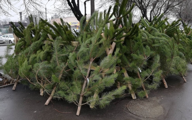 В Запорожье стартовала продажа новогодних деревьев. Что почём? Фото № 1 В Запорожье стартовала продажа новогодних деревьев. Что почём? Фото № 1