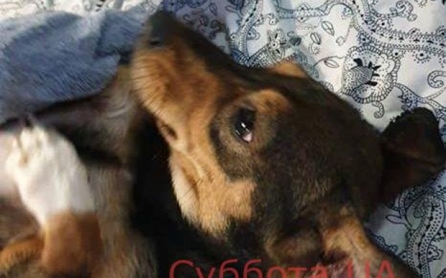 В Запорожье выброшенный на улицу пес нашел новую семью (ФОТО) Фото № 4 В Запорожье выброшенный на улицу пес нашел новую семью (ФОТО) Фото № 4