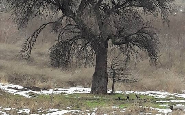 В центре Запорожья под угрозой оказалось дерево, которому 200 лет (ФОТО) Фото № 1 В центре Запорожья под угрозой оказалось дерево, которому 200 лет (ФОТО) Фото № 1