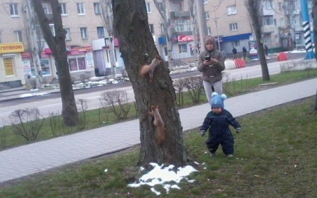 Фотофакт: В центре города разгуливают белки Фото № 0 Фотофакт: В центре города разгуливают белки Фото № 0