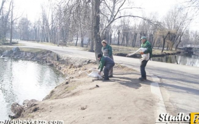 В Дубовке в озеро выпустили лебедей (ФОТО) Фото № 5 В Дубовке в озеро выпустили лебедей (ФОТО) Фото № 5