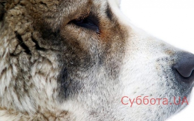 Суд решил отобрать собаку у жительницы Запорожской области Фото № 0 Суд решил отобрать собаку у жительницы Запорожской области Фото № 0