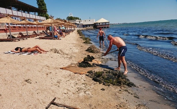 С пляжей запорожского курорта грузовиками вывозят водоросли (ФОТО) Фото № 1 С пляжей запорожского курорта грузовиками вывозят водоросли (ФОТО) Фото № 1