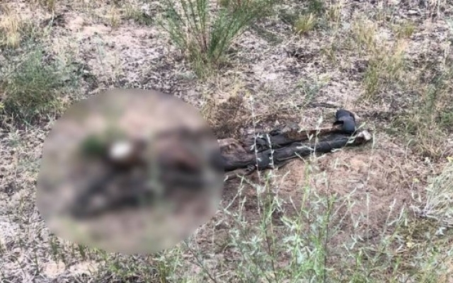 Под Запорожьем горожанин наткнулся на останки человека (ФОТО 18+) Фото № 0 Под Запорожьем горожанин наткнулся на останки человека (ФОТО 18+) Фото № 0