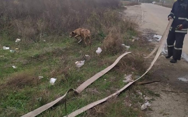 Как бойцы ГСЧС спасали четверолапого с колодца (ФОТО) Фото № 0 Как бойцы ГСЧС спасали четверолапого с колодца (ФОТО) Фото № 0