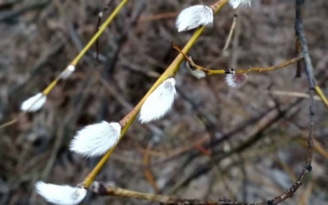 На Хортице зацвела ива (ФОТО) Фото № 1 На Хортице зацвела ива (ФОТО) Фото № 1